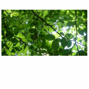 欧洲freexxxx性播放
